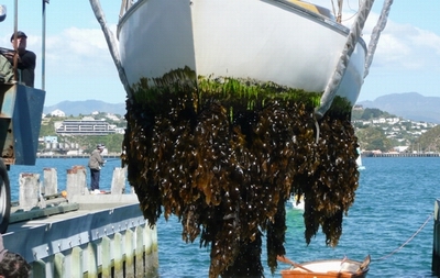 marine fouling